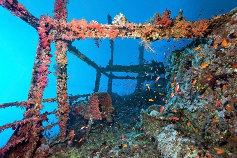 Overgrown shipwreck of the Numidia