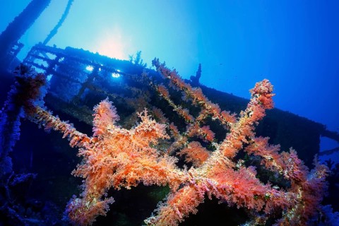 Overgrown shipwreck of the Numidia