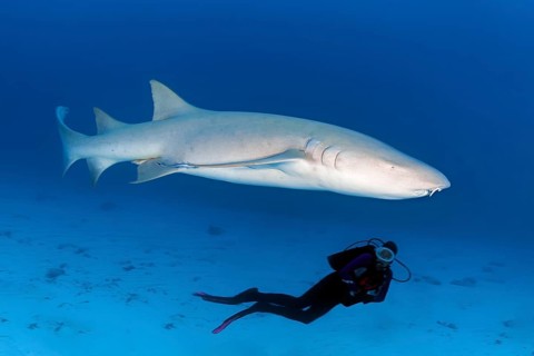 Diver observing Tawny nurse shark (Nebrius ferrugineus)