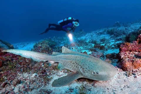Diver observes zebra shark (Stegostoma fasciatum)