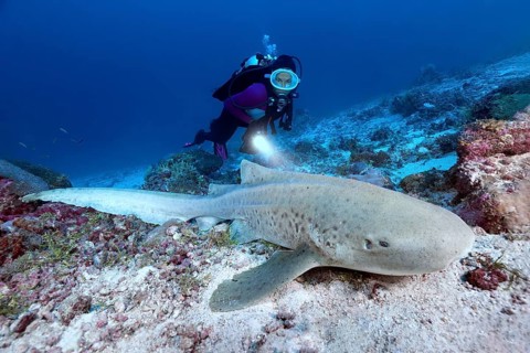 Diver observes zebra shark (Stegostoma fasciatum)