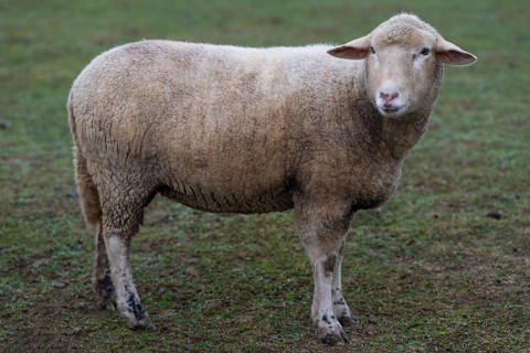 Domestic sheep (Ovis orientalis aries) in a meadow