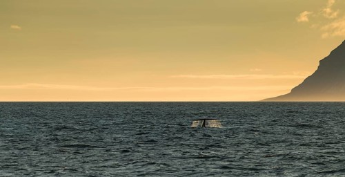 Blue whale (Balaenoptera musculus) diving down