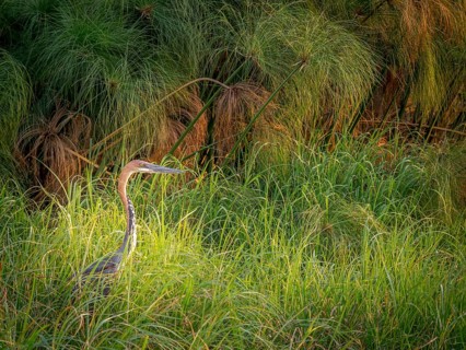 Goliath heron (Ardea goliath) in reed