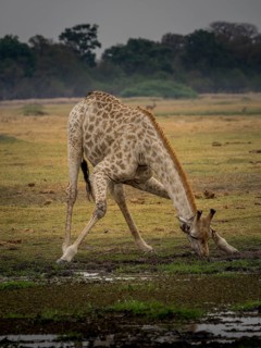 Giraffe (Giraffa camelopardalis giraffa) drinking