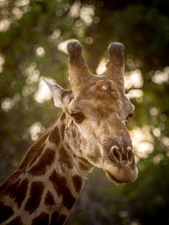 Giraffe (Giraffa camelopardalis)