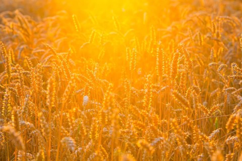Ears of wheat (Triticum aestivum) in a wheat field in the evening