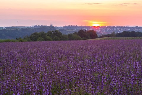 Sunrise over a field with flowering sage (salvia officinalis)