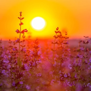 Sunrise over a field with flowering sage (salvia officinalis)
