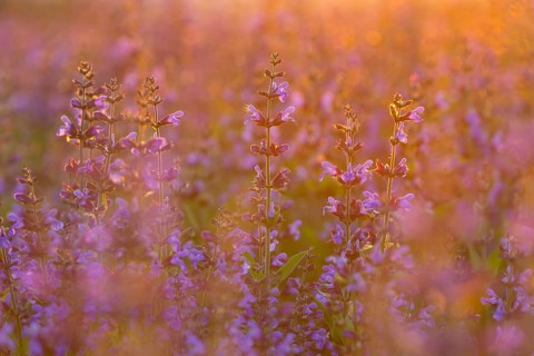 Field with flowering sage (salvia officinalis)