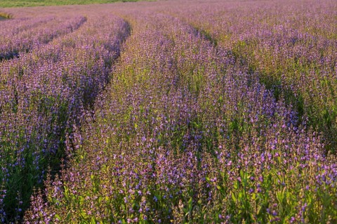 Field with flowering sage (salvia officinalis)