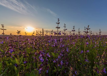 Field with flowering sage (salvia officinalis)