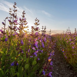 Sunrise above field with flowering sage (salvia officinalis)