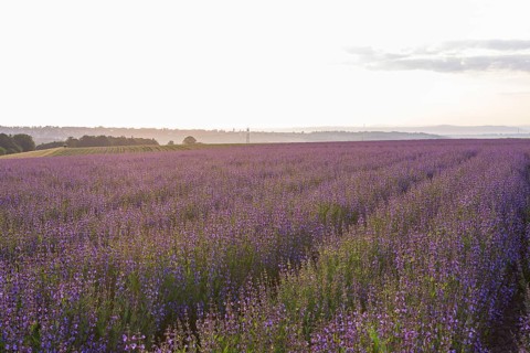 Field with flowering sage (salvia officinalis)