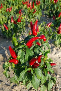 Chili Peppers (Capsicum annuum)