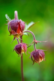 Alpine water avens (Geum rivale)