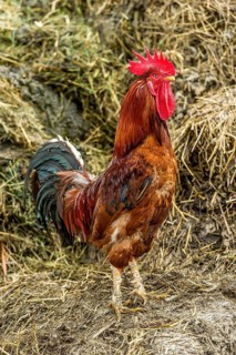 Chicken (Gallus gallus domesticus)