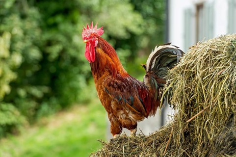 Chicken (Gallus gallus domesticus)
