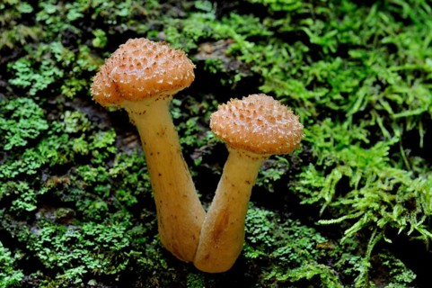Armillaria solidipes (Armillaria solidipes)