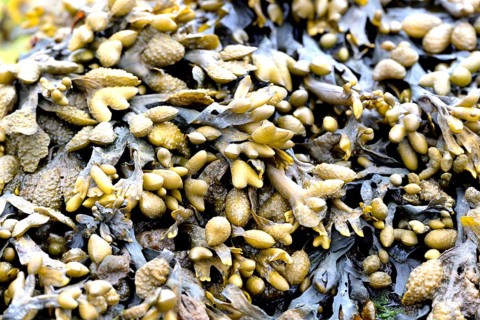 Rockweed (Ascophyllum nodosum)