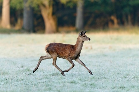 Red deer (Cervus elaphus)