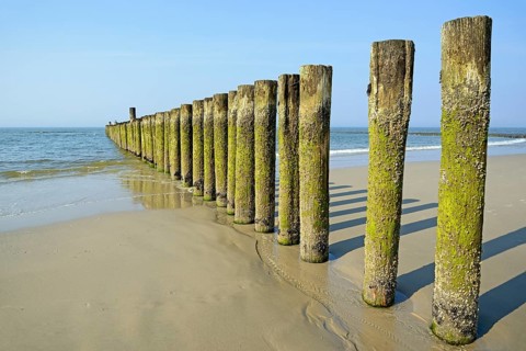 Groynes with algae and Barnacles (Balanidae) at low tide