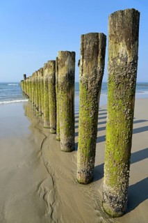 Groynes with algae and Barnacles (Balanidae) at low tide