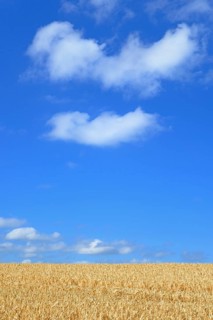 Barley field (Hordeum vulgare) in front of blue sky with cumulus clouds (Cumulus)