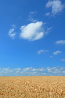 Barley field (Hordeum vulgare) in front of blue sky with cumulus clouds (Cumulus)