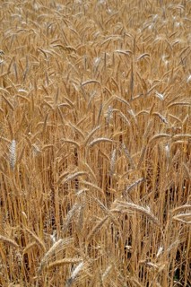 Triticale cereals