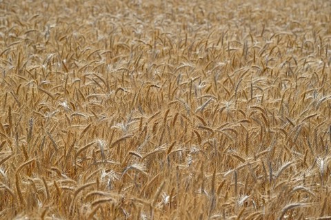 Triticale cereals