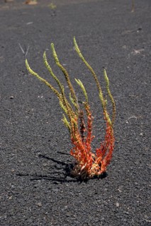 Dyer's rocket (Reseda luteola) in volcanic rock