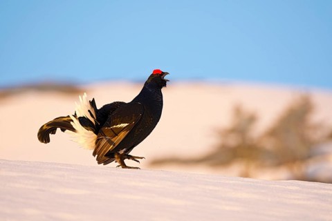 Black Grouse (Lyrurus tetrix) in snow