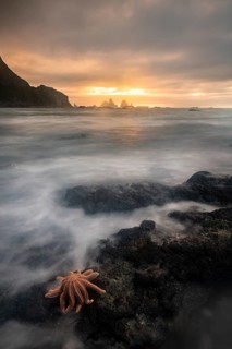 Reef starfish (Stichaster australis) on rocky coast