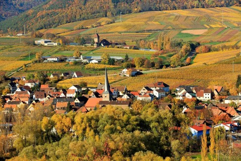 Vineyards in autumn