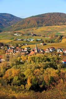 Vineyards in autumn