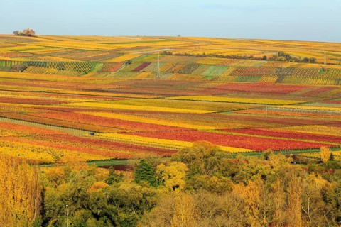 Vineyards in autumn