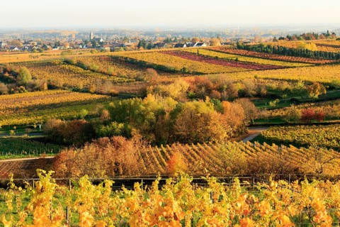 Vineyards in autumn