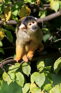 Squirrel monkeys (Saimiri sciureus) in the tree