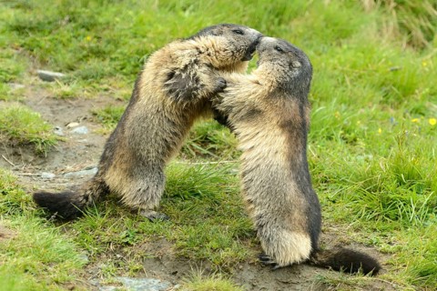 Alpine marmots (Marmota marmota) fighting
