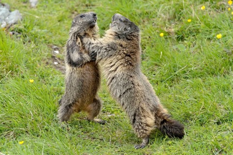 Alpine marmots (Marmota marmota) fighting