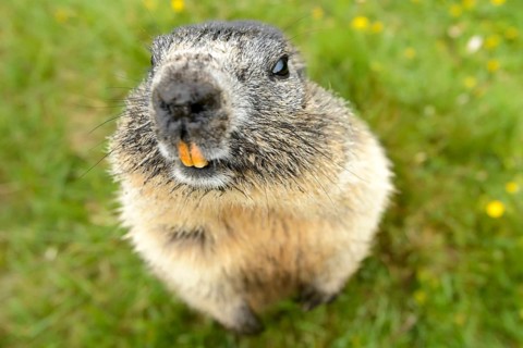 Marmot (Marmota Marmoto)