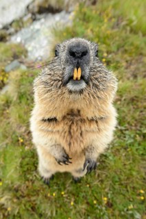 Marmot (Marmota Marmoto)