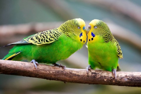 Budgerigars (Melopsittacus undulatus) billing