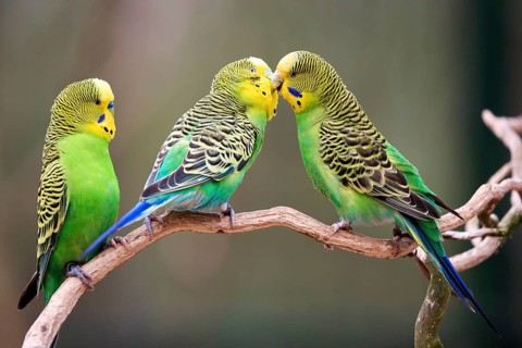 Budgerigars (Melopsittacus undulatus) billing