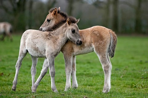 Dulmen pony