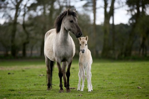 Dulmen pony
