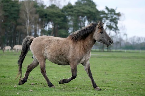 Dulmen pony
