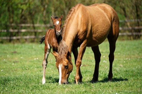 Domestic horses