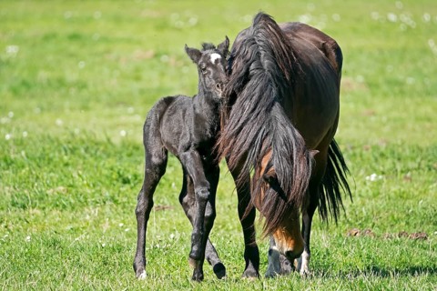 Domestic horses